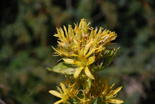 gentiana