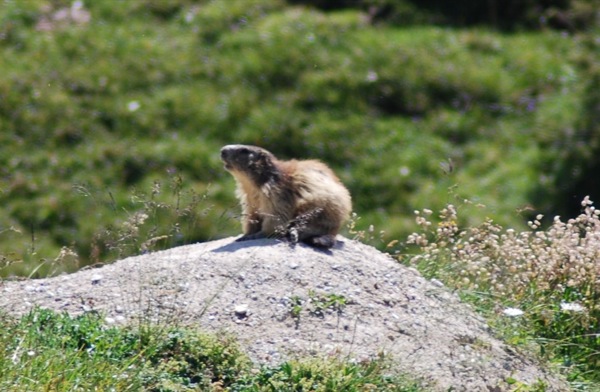 marmotte