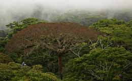 Il était une forêt