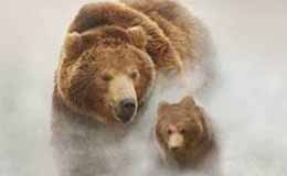 Terre des Ours