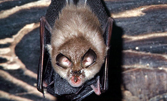 XIXe Nuit internationale de la Chauve-souris