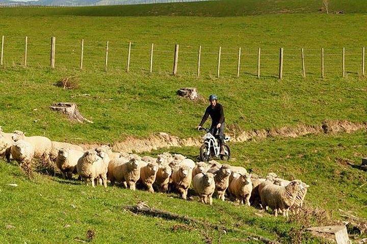 ubco-2x2-electric-utility-bike-herding-sheep