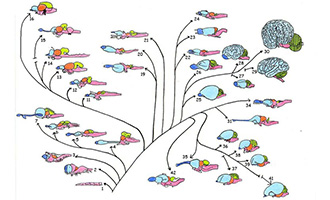 Arbres phylogénétiques